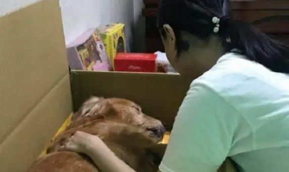 12岁老金毛走不动，主人时刻贴心照顾它，陪它走到生命尽头