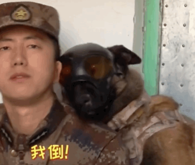 军犬因撒娇火遍全网，亲亲贴贴还偷偷牵手…网友：训导员可真帅！