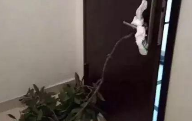 小哥喝多捡了只流浪狗，本以为自己拴在门上了，结果...