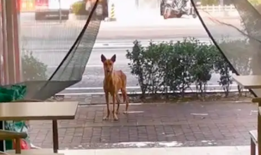 狗妈乖巧的坐在店门口讨食，被投喂后连续几天都来，可怜又幸运！ 