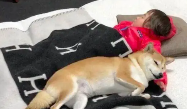 柴犬偷偷溜进婴儿房不出来，妈妈推开门一看潸然泪下