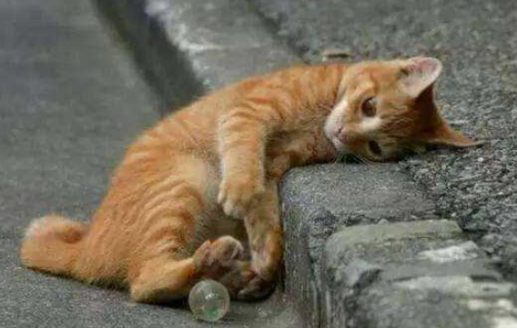 小区流浪猫抓伤业主 物业公司该不该担责？ 