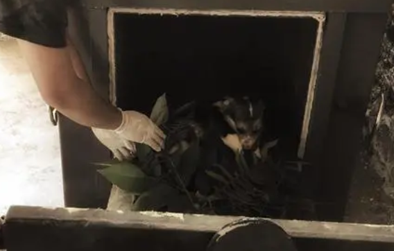 宠物火化服务有哪些？宠灵堂宠物殡葬具体的流程介绍