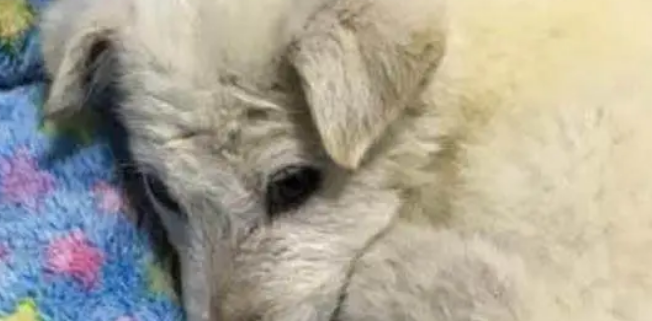 朋友说养土狗是傻，但养了这只狗狗之后，才觉得特别的值得