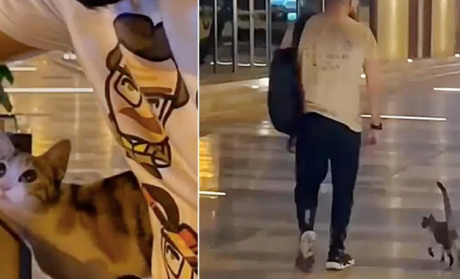 这只流浪猫身怀滑铲碰瓷儿特技，倒地翻肚皮卖萌