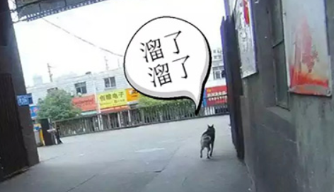 流浪哈士奇街头“汪汪”乱叫市民报警，民警用火腿肠拐回派出所