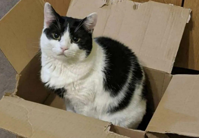 主人钻进喵星人心爱的纸箱玩耍，猫咪无意间看到后，当场就崩溃了