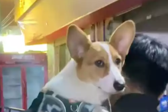 狗狗伸长脖子看人家吵架，主人挡都挡不住，怎么这么八卦的啊！ 