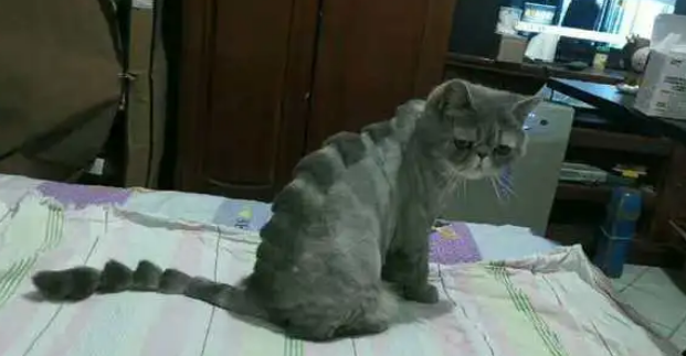 加菲猫被二货主人剃了毛，秒变霸王龙，整天以泪洗面、好委屈