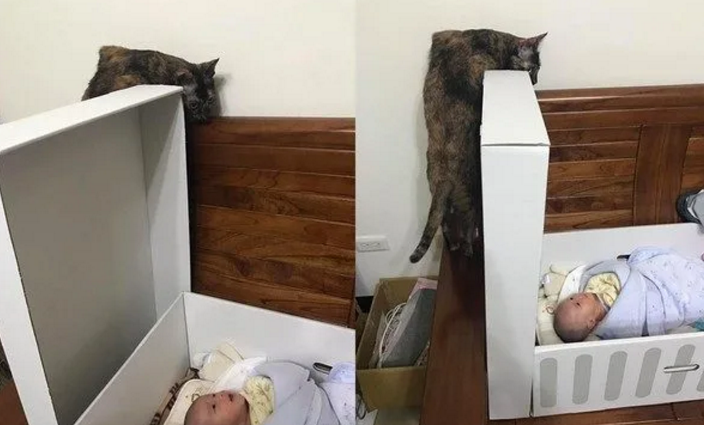胡歌鹿晗是猫奴，赵丽颖最爱狗，罗志祥爱养猪，王源最搞笑哈哈哈
