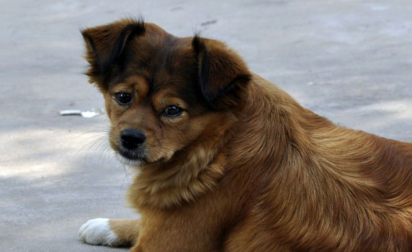流浪犬只收容力量有限，犬只登记存在观望情况