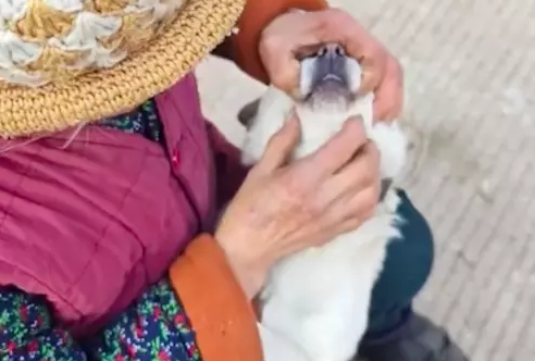 奶奶喂狗吃药它不愿张嘴，上去就是给它两个大嘴巴子，立马老实了 