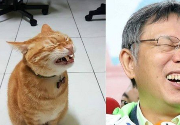 萌喵崩坏！橘猫「打喷嚏瞬间」撞脸柯P 网友笑喷：柯市长好