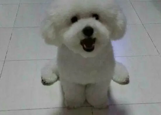 下班回家本以为狗狗在睡觉，拎起来一看，主人差点气到脸绿！ 