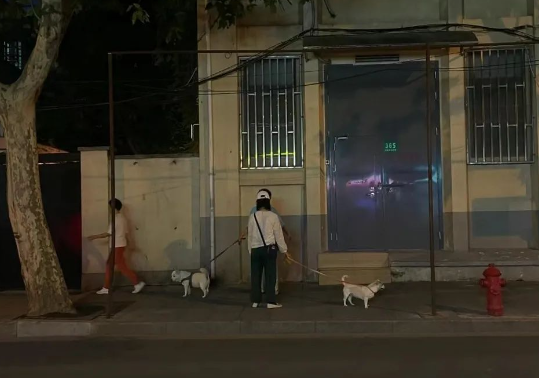 柯基拼命拉着坐轮椅的好朋狗上坡，网友泪目：是余华带着铁生去踢球吗