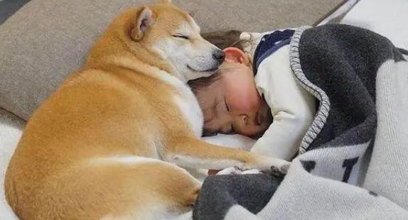 柴犬老是跳上床打扰宝宝睡觉，妈妈上前一看眼泪夺眶而出