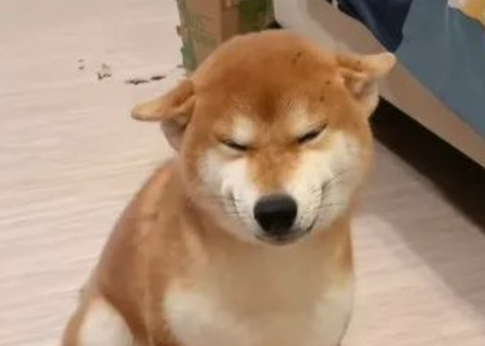柴犬咬坏东西后被妈妈骂，它却以为在夸它满脸得意：我很棒吧