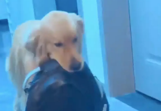 狗狗明明知道地震要来了，可还是叫醒主人，等着他起来再一起跑！ 