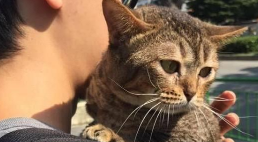 猫咪知道要去打针，拒绝的撕心裂肺，主人低头一看瞬间笑喷了！