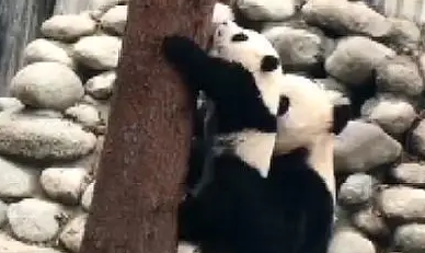 熊猫宝宝爬树，熊猫妈妈上去就是一顿打，宝宝：我不要面子的吗？ 