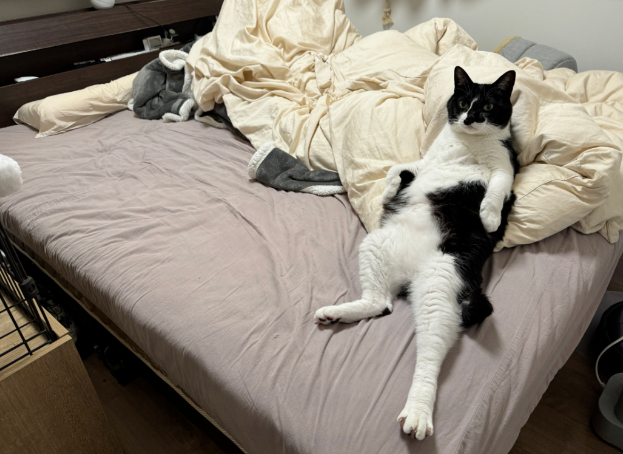 主人下班到家，猫咪躺在床上不来迎接，网友：看姿势就不是正经猫！