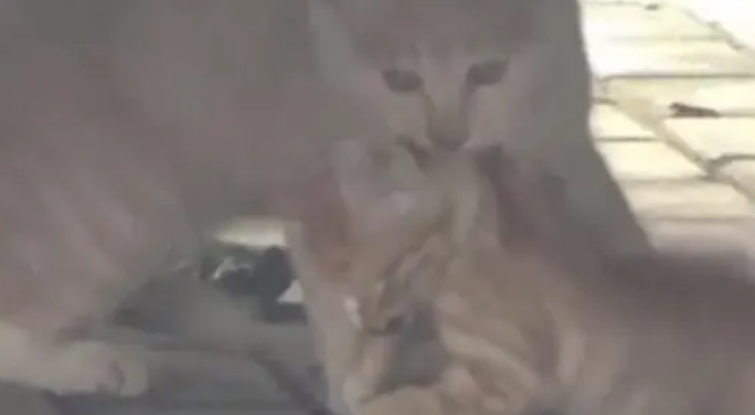 母猫一直守护车底下的小猫不愿离开，女子凑近一看眼泪夺眶而出