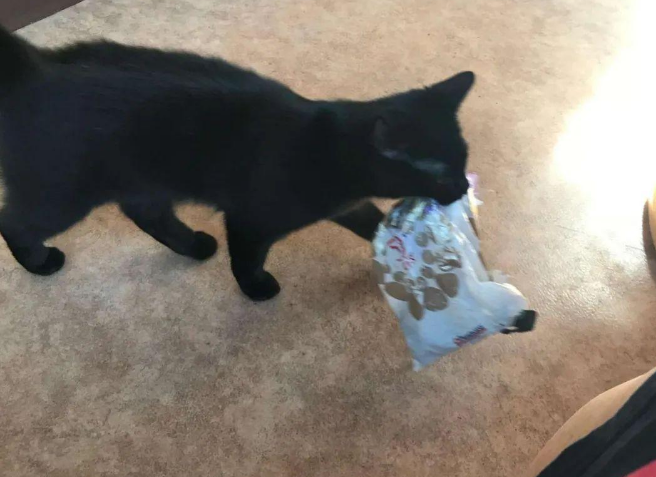 猫咪对洗碗机冒出的蒸气上瘾，每次都要蹲守在旁，等做面部SPA