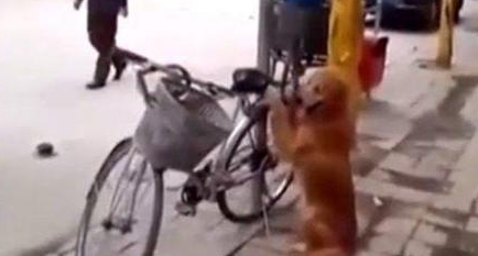 大爷吩咐金毛看着自行车，金毛一脸戒备：谁也别想动我家车