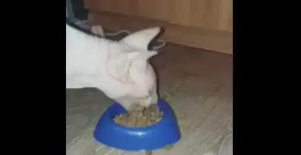 喵咪张开大嘴吃饭，不顾形象，主人：怀疑养了一只二哈！