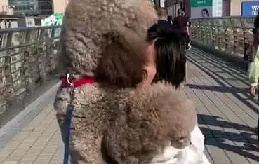 出门带泰迪散步，走到一半耍赖皮，女主人霸气宠狗！