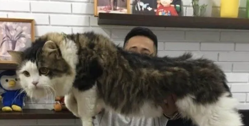 男子抱怨家猫太大，网友嘲笑他没养过猫，直到晒出照片：这猫真大