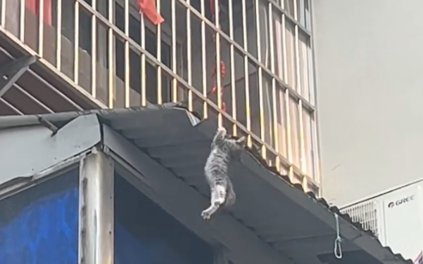 小猫惊险坠楼，小孩哥脱下衣服一把接住，网友：他是小猫的超级英雄！