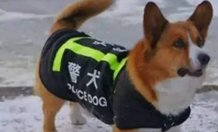 柴犬走丢被日本警察捡到，摇身一变成警犬？狗：我也是公务员啦？ 