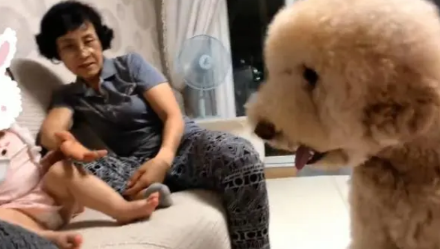泰迪因体型大被遗弃，到了新家后爱争宠，别再抛弃我了~