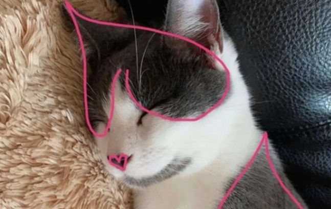 主人领养了只猫咪回来，到家才发现它身上布满了爱心花纹，真好看
