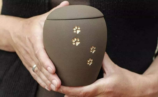 宠物殡葬正流行，花重金安葬宠物，到底是商机还是陷阱