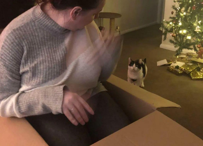 主人钻进喵星人心爱的纸箱玩耍，猫咪无意间看到后，当场就崩溃了