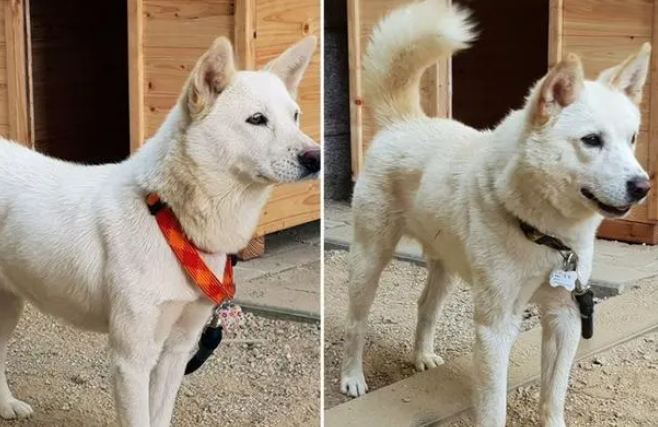 丰山犬成青瓦台新宠，动物外交再显奇效，一对狗狗搞定两国关系