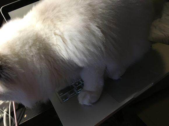 宠主网购一只价值万元的布偶猫，喂养两月后，我们的幸福就开始了