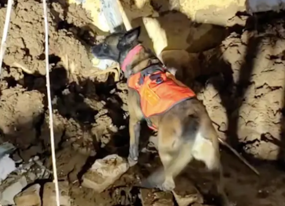 搜救犬冲向地震中心第一线，在训导员怀里是孩子，在搜救现场是战士！