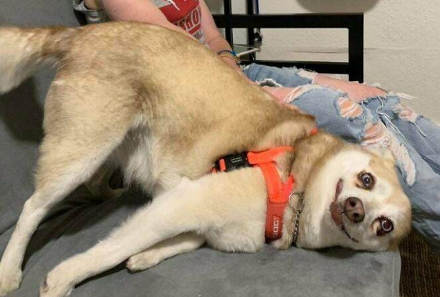 这些狗狗的坐姿可真搞笑，有的是风情万种有的过分豪迈