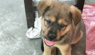 小土狗被遗弃，在路边望着来来往往的车辆，背影看着特别孤独