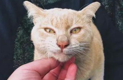外出露营遇到一只橘猫，进入帐篷就不走了，只好给它让出位置