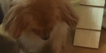 金毛低头看小奶猫喝奶，却没想到狗会这么幼稚，主人差点笑喷了