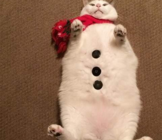 被一群鸡围观的猫咪，猫：别看啦，就是肉多一点点嘛 