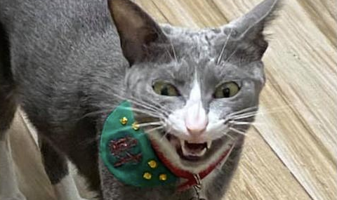 猫咪只是打个哈欠，表情却是异常的吓人，猫：人怎么都跑了呢？ 