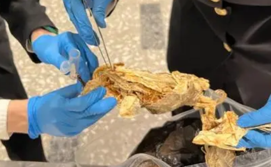 这鱼干连猫都嫌弃