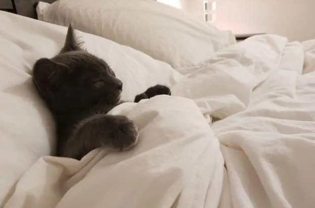 这些盖着被子睡着的猫咪们，看起来睡得好香