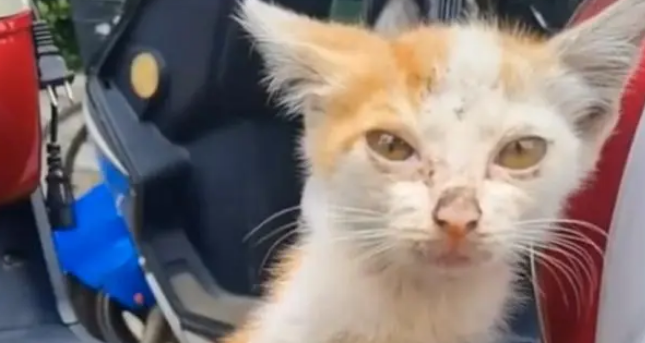 小猫咪饿得走不动路，被好心人喂了火腿肠后，双眼热泪盈眶