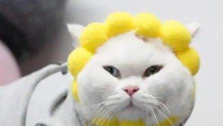 主人给猫咪网购了一个头饰，结果收到快递后彻底傻眼了